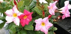 Plantes de Toussaint