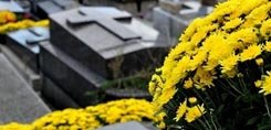 Chrysanthèmes de Toussaint